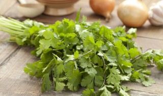 盆栽香菜的种植方法 如何盆栽香菜