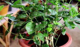 盆栽茉莉怎么养（盆栽茉莉的养殖方法）