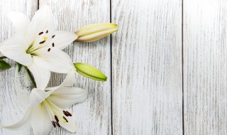 百合花一盆栽几株 百合花一个盆种几个