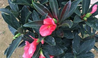 杜鹃红山茶的盆栽是不是多浇水（盆栽杜鹃红山茶花如何施肥）