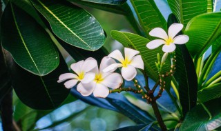 鸡蛋花盆栽怎么养（盆栽鸡蛋花的养殖方法）