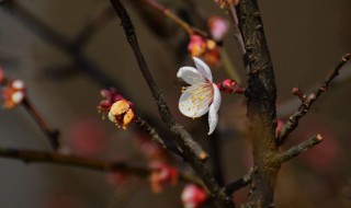 竹节梅花的养殖方法 竹节梅的养殖方法