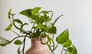 绿萝烂茎烂叶怎么办 绿萝有烂叶怎么办