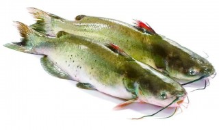 清江鱼养殖方法（清江鱼怎么养活）