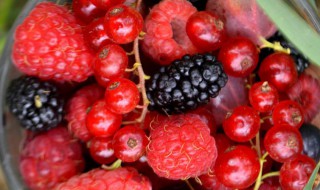 树莓栽培技术 树莓栽培技术规程