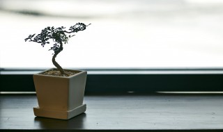 盆栽生根粉的使用方法（盆栽花卉生根粉怎么用）