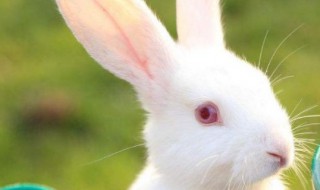 兔子脏了怎么清洗 兔子脏了怎么清洗贴吧