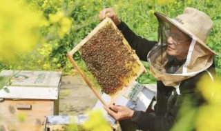 葫芦蜂的养殖方法 葫芦蜂养殖技术