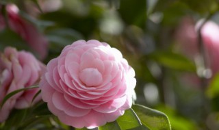 茶花有多少个品种（茶花花朵最大的品种）