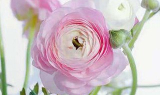 水养洋牡丹怎么养不垂头（洋牡丹盆栽垂头怎么办）