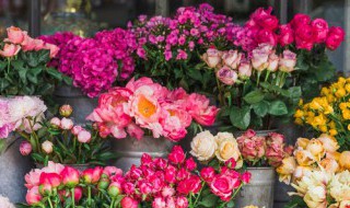 秋石斛兰一年开几次花（石斛兰一年四季开花）