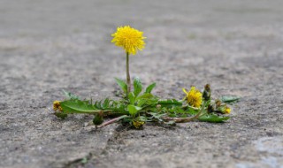 蒲公英什么季节吃好 蒲公英什么季节吃合适