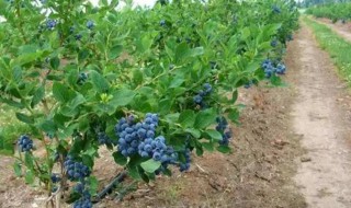 矮丛蓝莓怎样种植 矮丛蓝莓苗