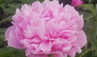 芍药盆栽种植方法 芍药如何盆栽