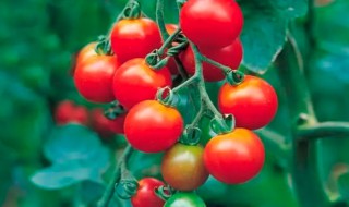 盆栽圣女果种植的方法 圣女果怎么盆栽