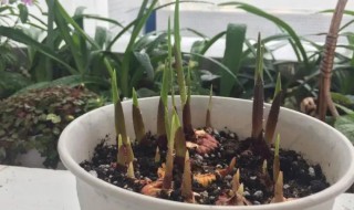 剑兰怎么种（剑兰怎么种苔黄厚）