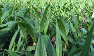白芨的种植技术（白芨的种植技术资料书）