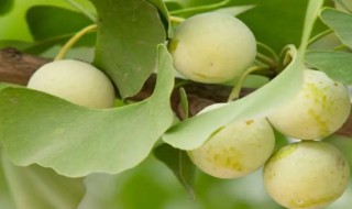 银杏果怎么种植 银杏果怎么种植出苗