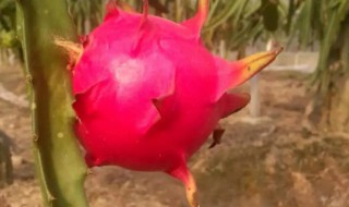 火龙果冬天怎么种植（地栽火龙果怎么过冬）