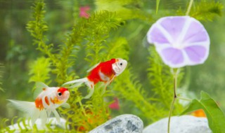 养孔雀鱼可以热水加冷水吗（孔雀鱼用冷水养还是热水养）