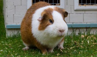 荷兰猪可以晒太阳吗 荷兰猪晒太阳有什么好处