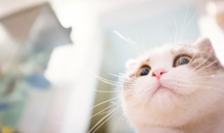 猫咪可以不晒太阳吗（猫咪可以不用晒太阳吗）