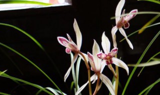 兰花春天可以晒太阳吗(兰花春天能不能在太阳底下晒)