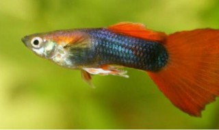 孔雀鱼的鱼缸里可以放食盐吗（养孔雀鱼的缸里需要加点盐吗）