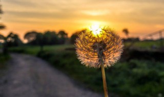 古代唯美名字（古代唯美名字 朝歌）