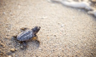 斗鱼能不能和乌龟养在一个鱼缸里(鱼缸里能养乌龟和鱼吗)