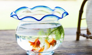 鱼需要晒太阳吗 热带鱼需要晒太阳吗