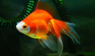 孔雀鱼可以和金鱼混养么（孔雀鱼能和小金鱼混养吗）