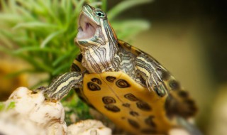 乌龟可以放鱼缸里养吗 可以放在鱼缸里养的乌龟