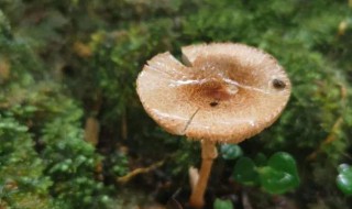 菌类属不属于植物（菌是植物中的一类吗）