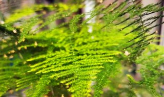 文竹属于什么类的植物 文竹属于草本植物吗