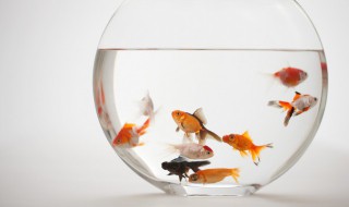 金鱼可不可以吃孔雀鱼的饲料 金鱼可以吃孔雀鱼的饲料吗