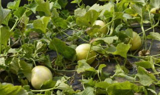 梨瓜的种植方法和时间 梨瓜种植时间及方法