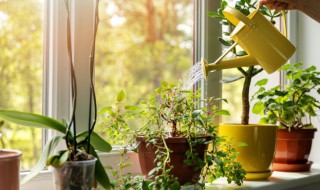 用水培的植物能活多久（用水培的植物能活多久?）