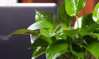 什么植物可以做水养盆栽 水植物盆栽 水养有哪些