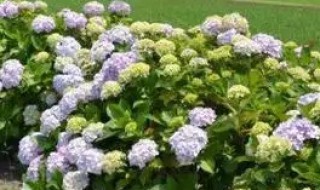 种植绣球花的方法是什么 绣球花怎么种植方法