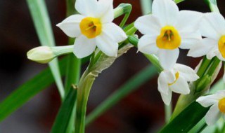 水仙花种球怎么种植方法（水仙花种球土培怎么种）