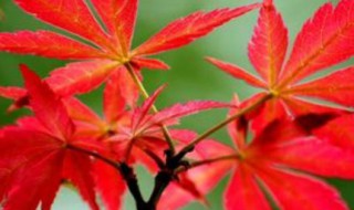 四季红枫种子种植方法 红枫种子种植方法图解