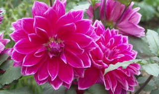 如何养殖山芋花（洋芋花的养殖方法）