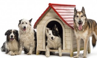 土狗可以放在室内养吗 土狗养在屋里还是在外面