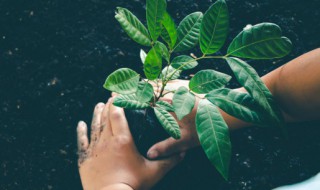 香雪兰小苍兰种球的栽培种植方法（小苍兰种球怎么种植和养护）