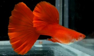 不同品种的孔雀鱼凤尾可以混养吗 不同品种的孔雀鱼凤尾可以混养吗视频