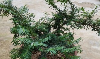 哪一种植物被称为植物中的熊猫 哪一种植物被称为植物中的熊猫,水杉银杏珙桐