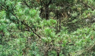 植物中的大熊猫是哪一种植物（植物中的大熊猫指的是哪种植物）