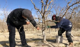 什么时候种枣树枣树种植时间（几月份种枣树）