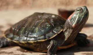 小乌龟可以和大乌龟养在一起吗（小乌龟可以和大乌龟养在一起吗视频）